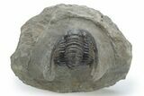 Detailed Cornuproetus Trilobite Fossil - Morocco #222468-2